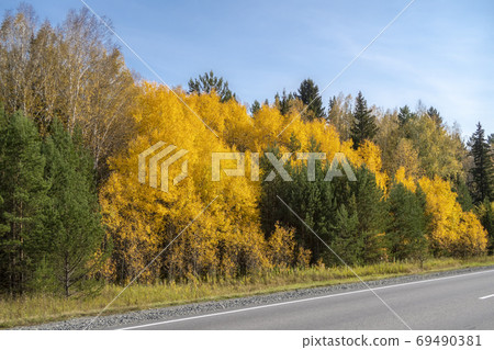 Forest along the road, painted in green and gold autumn colors 69490381