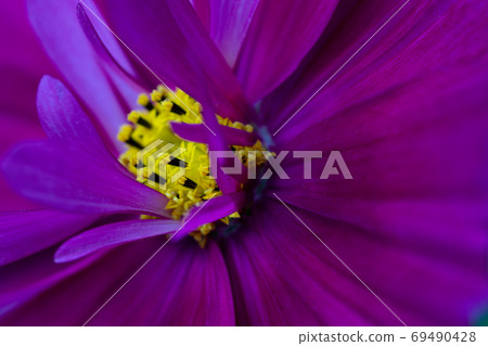 blooming wild purple flower cosmea close-up. 69490428