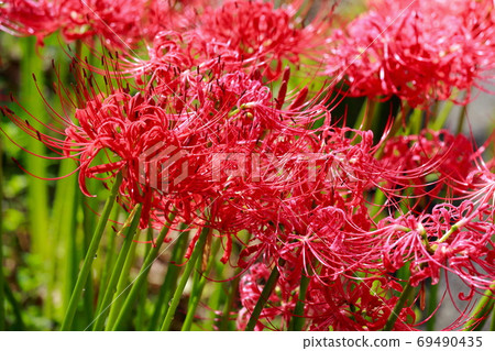 Cluster amaryllis in full bloom 69490435