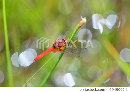 八丈蜻蜓雄 69490654