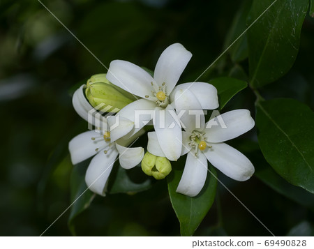 White flower of Orange Jessamine, Satin wood, Murraya exotica tr White flower of Orange Jessamine, Satin wood, Murraya exotica tr 69490828