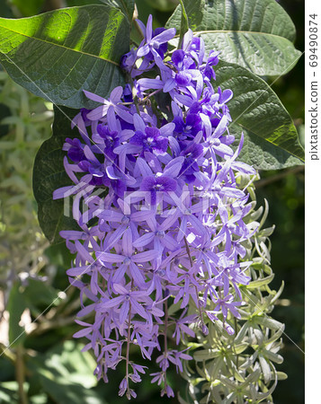 Close up of Purple Wreath Sandpaper Vine flower background. 69490874
