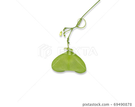 Balloon vine plant. (Cardiospermum halicacabum) Balloon vine plant. (Cardiospermum halicacabum) 69490878