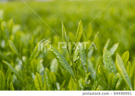 新茶 新茶 69490991