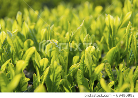 新茶 69490992