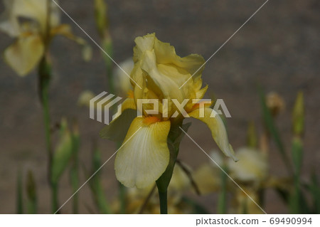 German iris 69490994