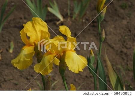 German iris German iris 69490995