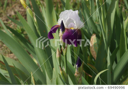 German iris German iris 69490996