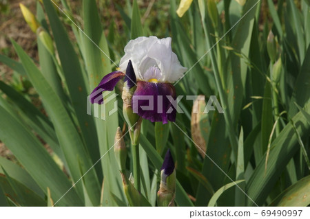 German iris German iris 69490997