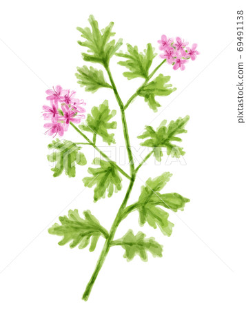 Watercolor illustration rose geranium 69491138