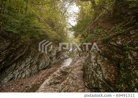 Green yew-boxwood grove in Sochi, Khosta, Russia Green yew-boxwood grove in Sochi, Khosta, Russia 69491311