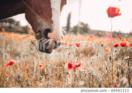 Beautiful red horse with long black mane in spring field 69491313