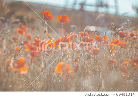 the red Field of poppies close up the red Field of poppies close up 69491314