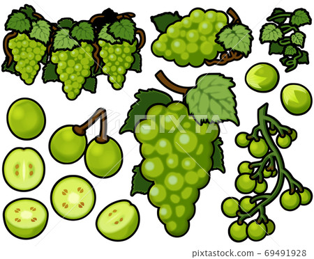 各種馬斯喀特 69491928