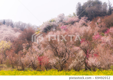 春天的花朵 春天的花朵 69492012