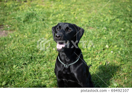 Dog waiting Dog waiting 69492107