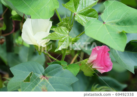 棉花 69492338