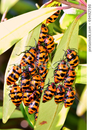 一群甲蟲越冬 69492598