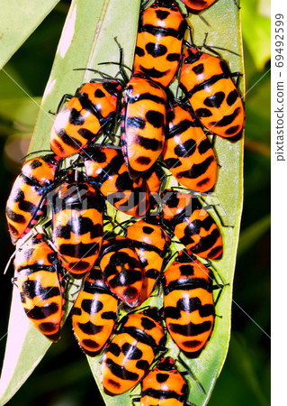 一群甲蟲越冬 69492599