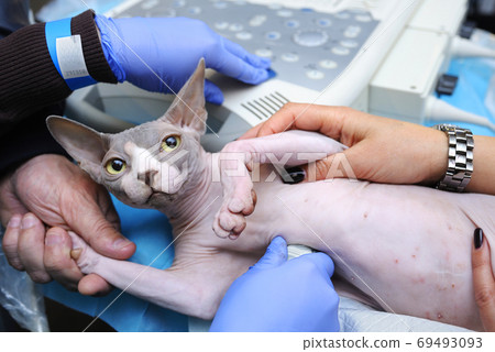 Veterinarian hand holding dog to carry an ultrasound examination, another hand adjusting ultrasonic machine Veterinarian hand holding dog to carry an ultrasound examination, another hand adjusting ultrasonic machine 69493093