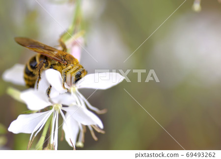 A bee that perches on a white flower 69493262