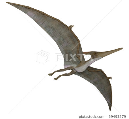 Pteranodon Pteranodon 69493279