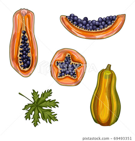 Set of ripe papaya. Hand drawn pawpaw summer fruits. Whole, half and slice Papaya. Set of ripe papaya. Hand drawn pawpaw summer fruits. Whole, half and slice Papaya. 69493351