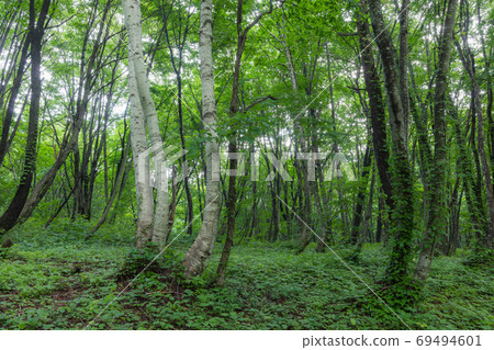 Mysterious forest [summer] 69494601
