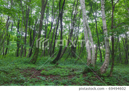 Mysterious forest [summer] 69494602