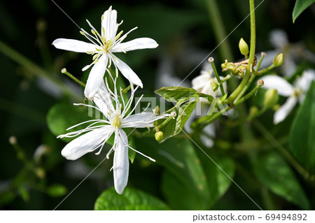 Senginsou (hermit grass) 69494892