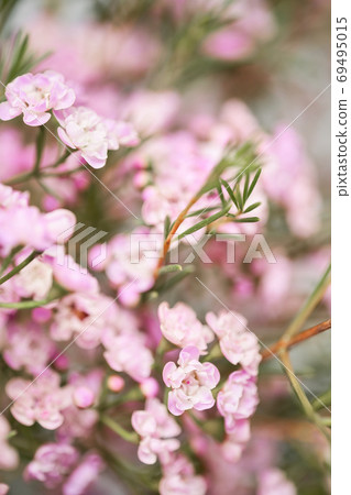 Pink chamelaucium close up. Wax flower on gray background, copy space. The work of the florist at a flower shop. Fresh cut flower. 69495015