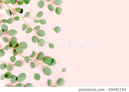 green branches eucalyptus populus on pink background. flat lay, top view green branches eucalyptus populus on pink background. flat lay, top view 69495194