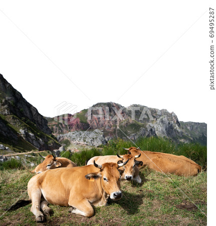 Cows on the ground on top of the mountain with text space 69495287