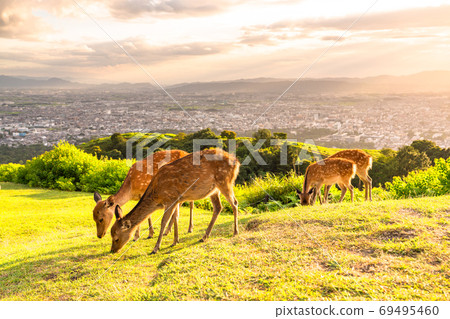 《奈良縣》若草山鹿/黃昏 69495460