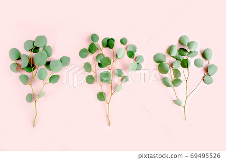 green branch eucalyptus on pink background. flat lay, top view green branch eucalyptus on pink background. flat lay, top view 69495526