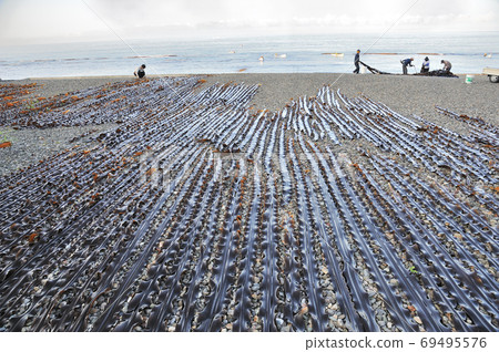 Kelp fishing morning Kelp fishing morning 69495576