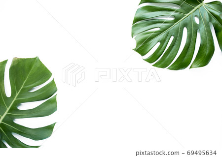 Tropical leaves Monstera on white background. Flat lay, top view 69495634