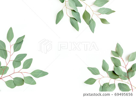Frame made of green leaves eucalyptus populus isolated on white background with empty space for text. Flat lay, top view 69495656