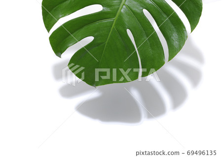 Monstera and shadow Monstera and shadow 69496135