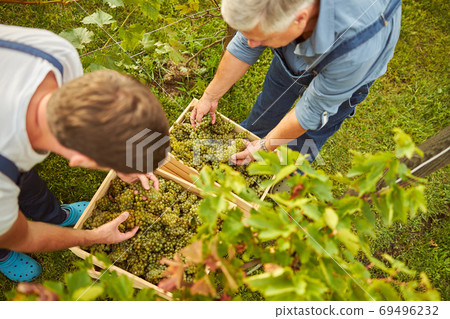 Father and son putting freshly-picked grapes into boxes 69496232