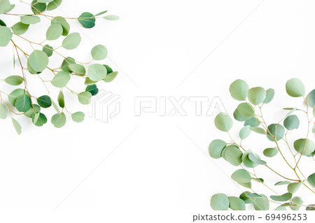 frame of green branches, eucalyptus leaves on a white background. flat layout, top view 69496253
