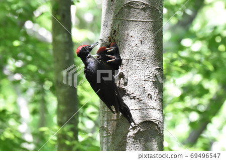 Spring fresh green forest, three black woodpecker chicks and a male parent bird raising children 69496547
