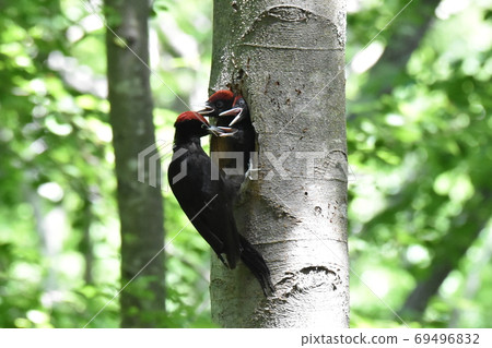 A male parent bird raising and feeding three black woodpecker chicks in a fresh green forest in spring 69496832