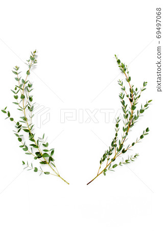 Wreath frame made of branches eucalyptus and leaves isolated on white background. lay flat, top view Wreath frame made of branches eucalyptus and leaves isolated on white background. lay flat, top view 69497068