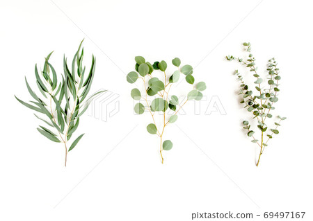 Mix of herbs green branches, leaves eucalyptus and plants collection on white background. flat lay, top view Mix of herbs green branches, leaves eucalyptus and plants collection on white background. flat lay, top view 69497167