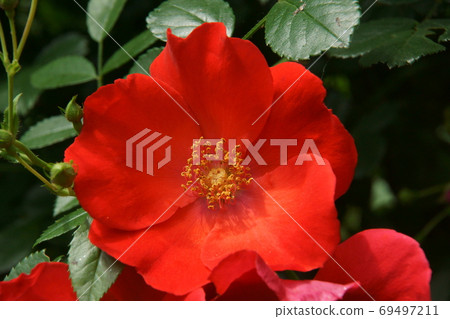 rose	 69497211