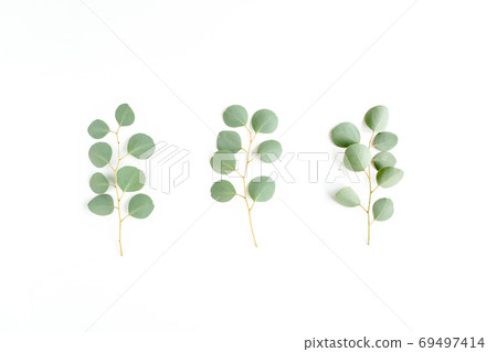 Green branch, leaves eucalyptus isolated on white background. Flat lay, top view minimal concept. Green branch, leaves eucalyptus isolated on white background. Flat lay, top view minimal concept. 69497414