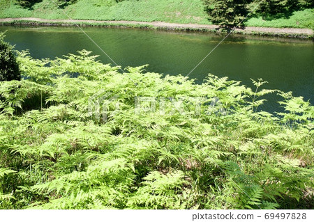 Weeds growing near the moat Weeds growing near the moat 69497828