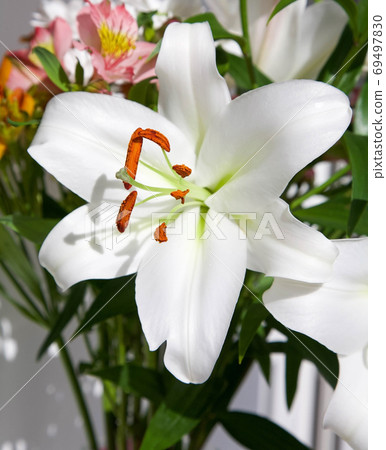 White lily (lilium candidum) in a bouquet with pink alstroemeria as a greeting floral background White lily (lilium candidum) in a bouquet with pink alstroemeria as a greeting floral background 69497830