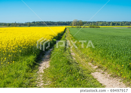 Road through flowering canola fields in Latvia 69497917